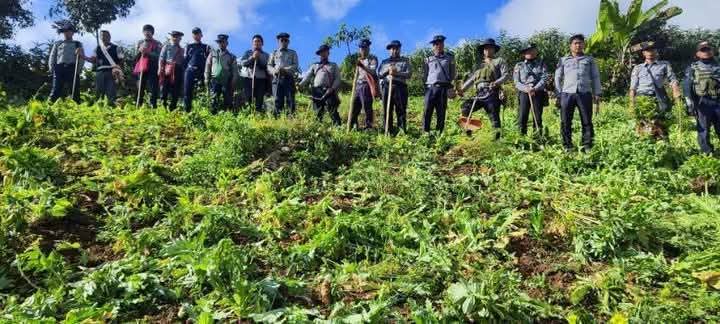 ဟိုပုံးမြို့နယ်အတွင်း (၁၂)ဧကရှိတဲ့ ဘိန်းခင်းများကို ဟန်ပြဖျက်ဆီး မှတ်တမ်းယူ