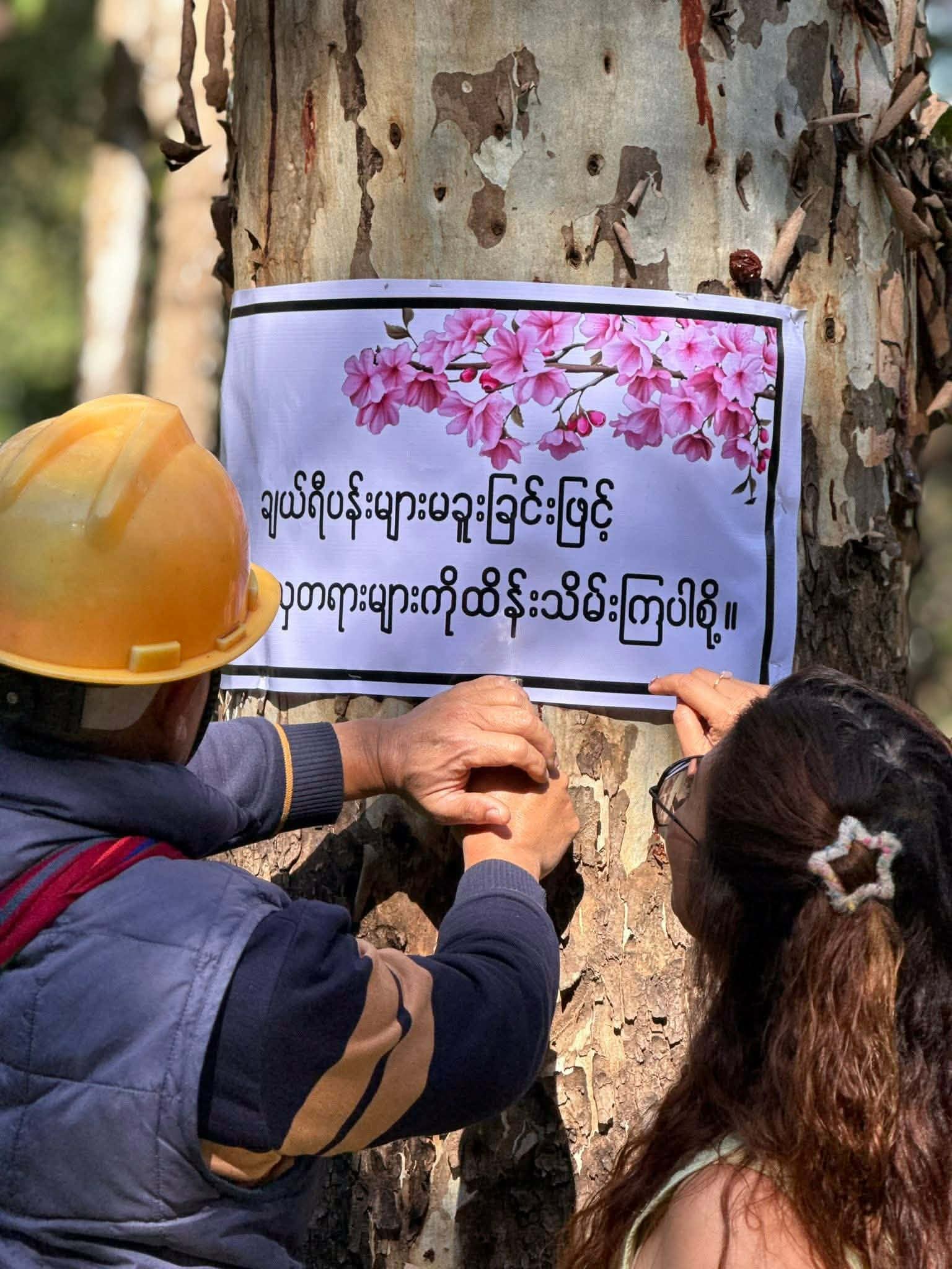 တောင်ကြီးမှာ ချယ်ရီပန်းမခူးဖို့ သစ်ပင်ချစ်သူများတောင်းဆို