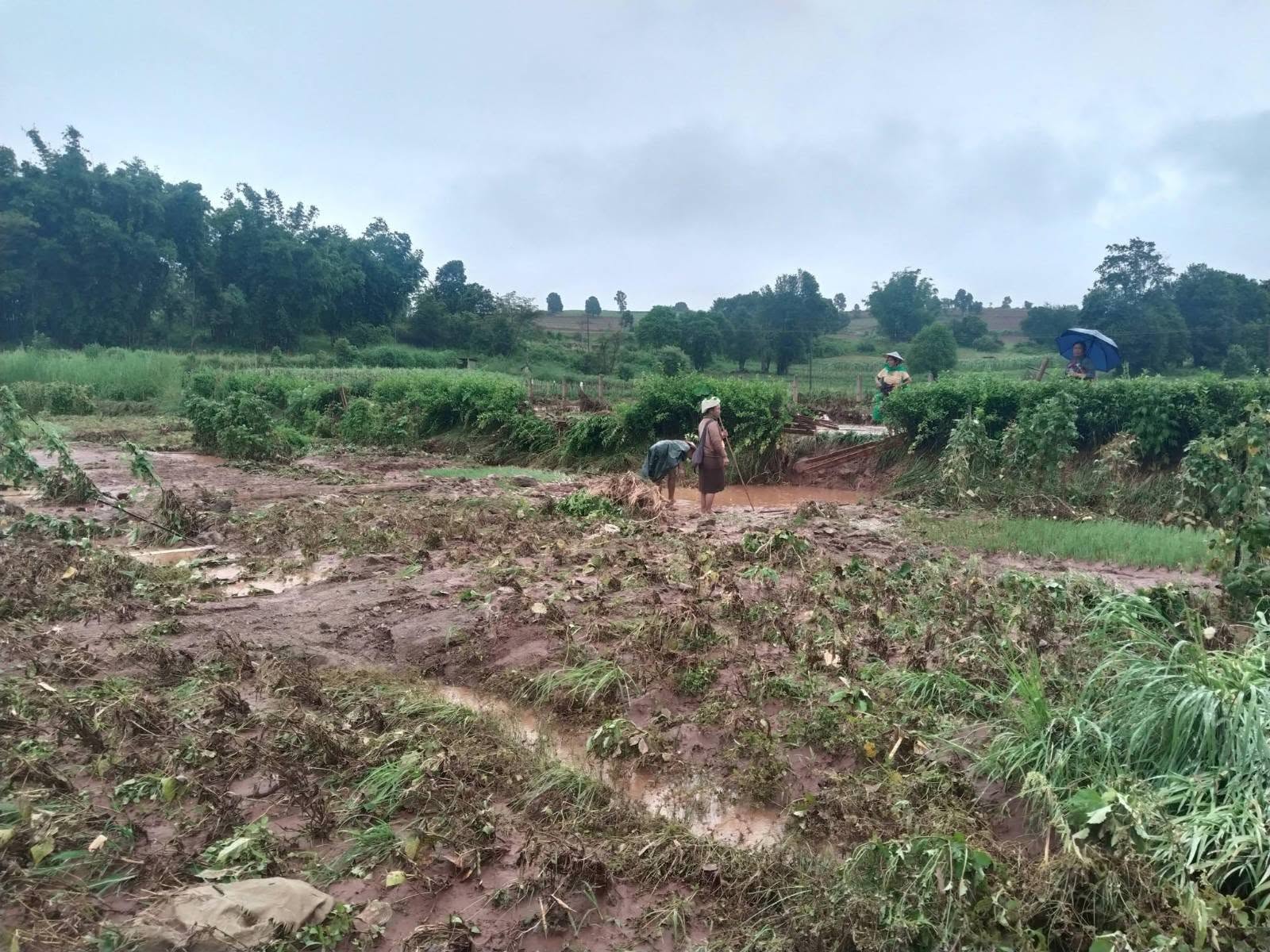 ပင်လောင်းမှာ မိုးကြီး၍ စိုက်ခင်းများပျက်စီး